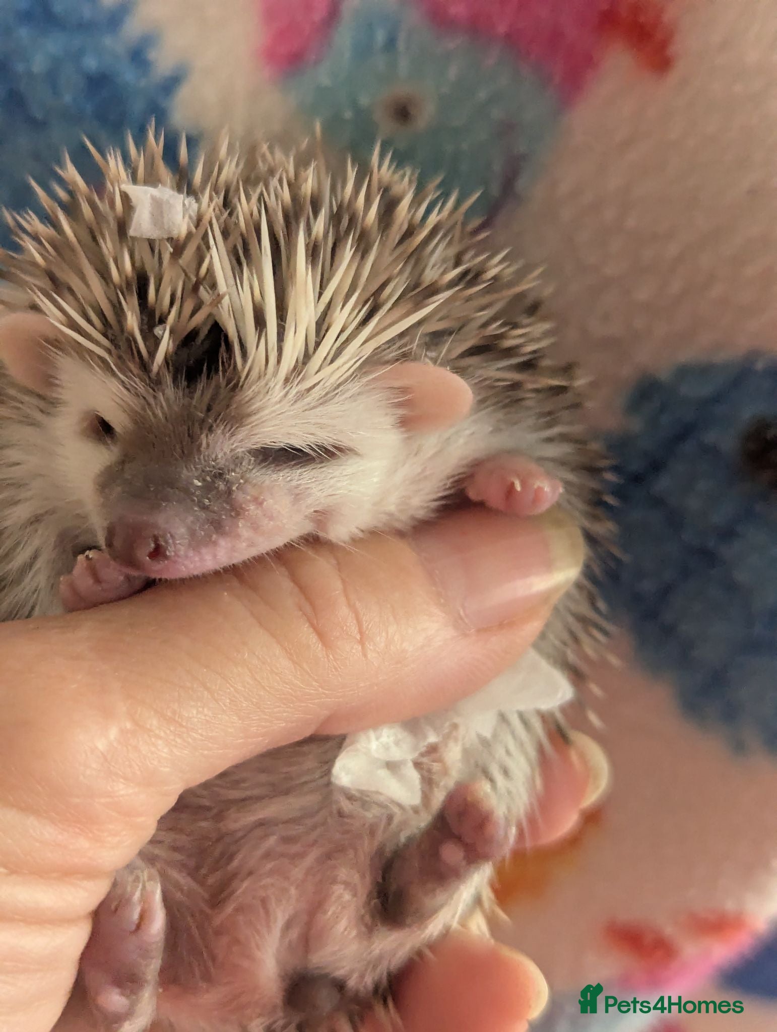 Pygmy Hedgehog rodents Stunning Hoglets Ready Now and to Reserve  - Advert 1