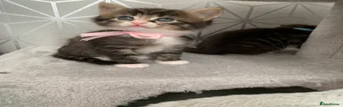Mixed Breed Kitten 5