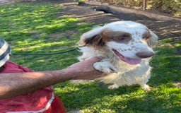 English Setter dogs for adoption: Gytha - Image 1