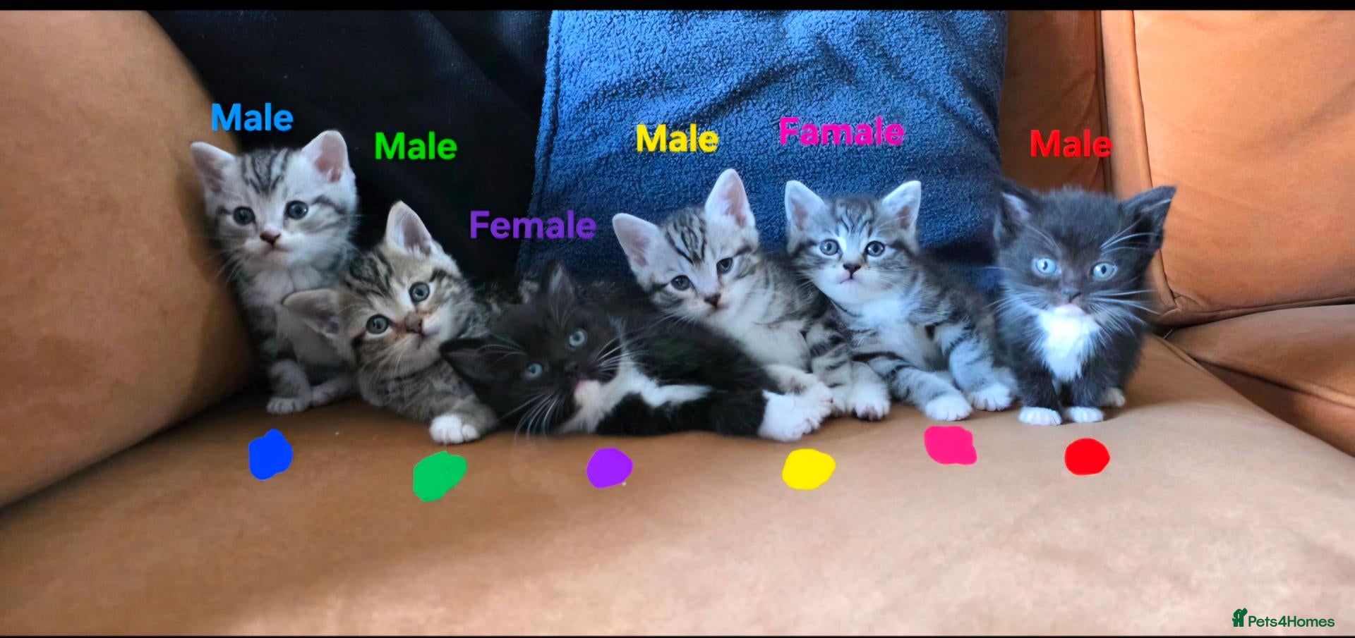 British Shorthair cats British Shorthaired Cross Kittens  - Advert 14