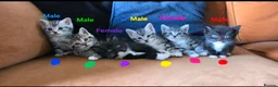 British Shorthair cats for sale: British Shorthaired Cross Kittens  - Advert 1