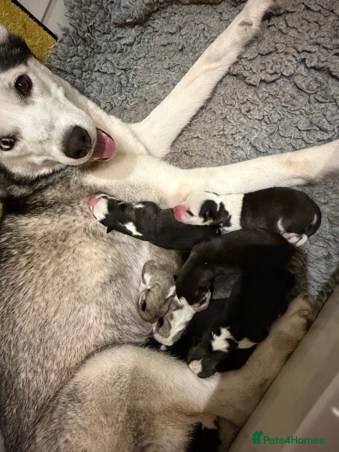 Siberian Husky dogs for sale: Siberian huskies for sale  - Advert 4