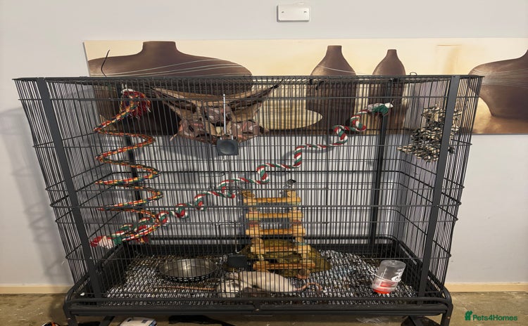 Rat rodents - Advert 3