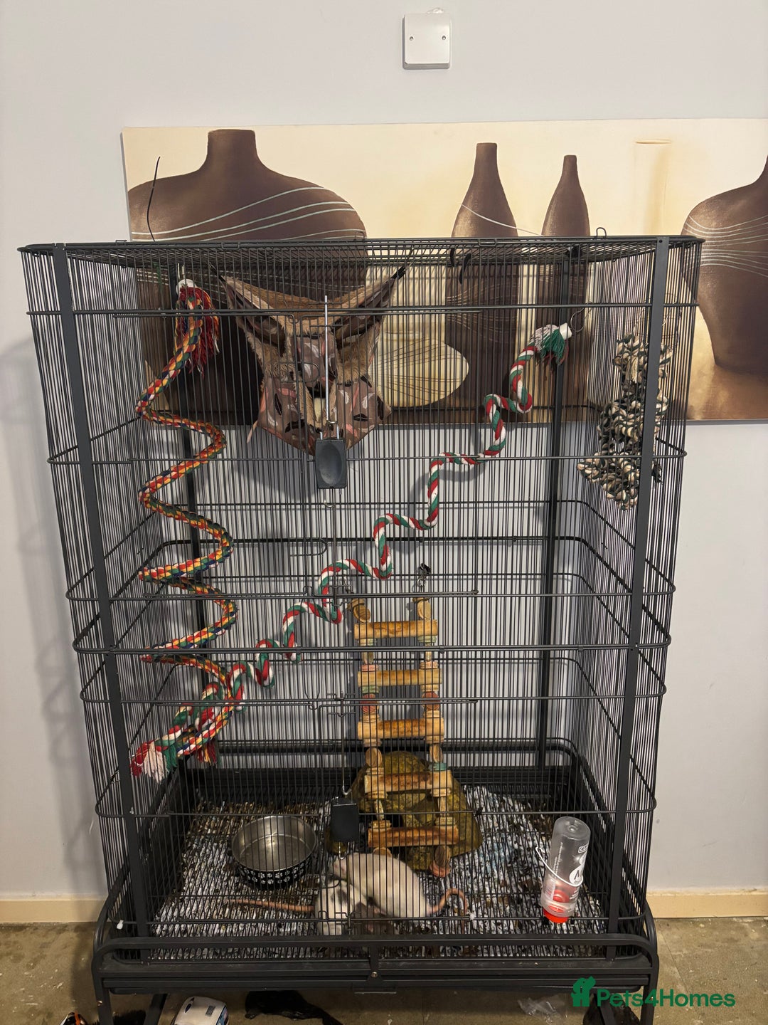 Rat rodents for sale: 3 male rats  - Image 1