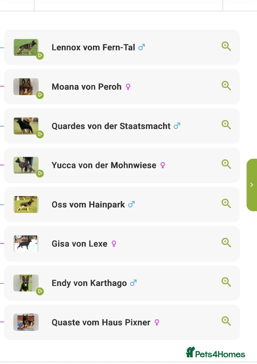 German Shepherd dogs for sale: ELITE WORKING LINE PEDIGREE  - Advert 8