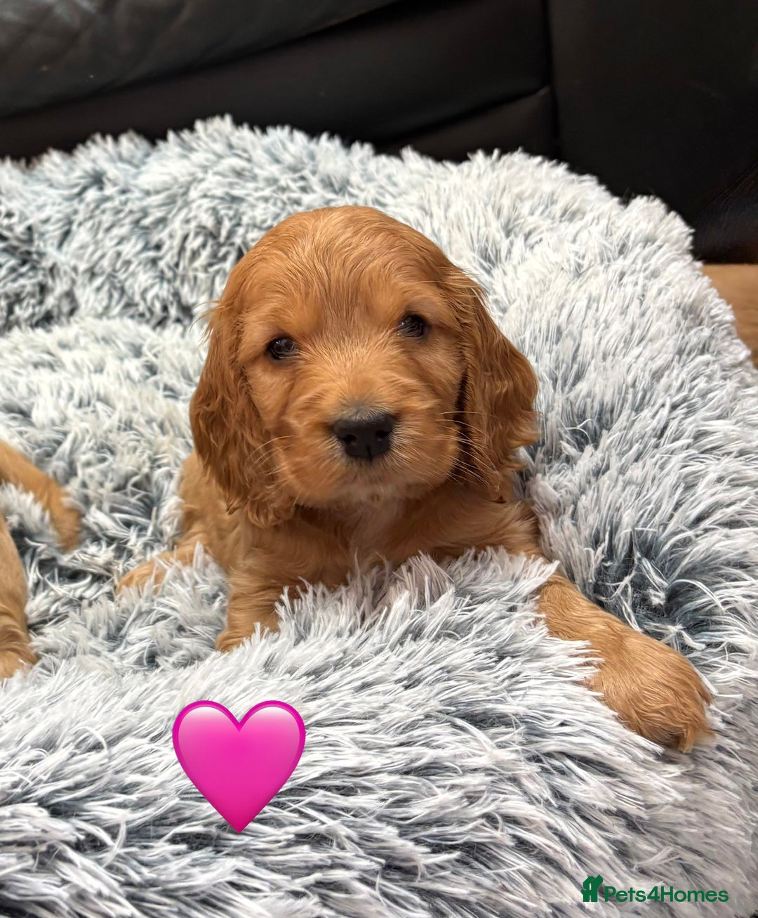 Cocker Spaniel dogs for sale: Outstanding KC Show Cocker Spaniels 🩷 - Advert 3