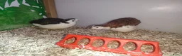 Quail poultry for sale: Male Jumbo Coturnix Quail - Advert 2