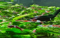 Shrimps fish for sale: Neocaridina Shrimp Aquarium  - Image 2