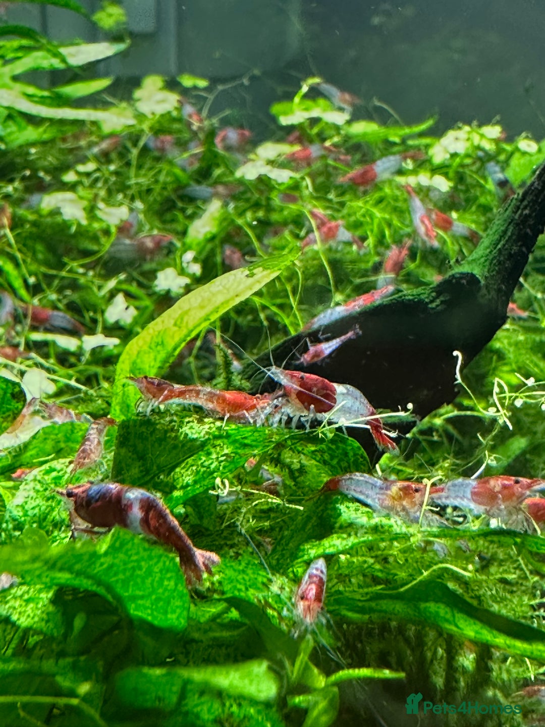 Shrimps fish for sale: Neocaridina Shrimp Aquarium  - Image 2