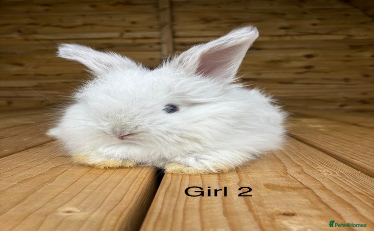 Angora rabbits - Advert 3
