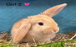 Dwarf Lop rabbits for sale: Dwarf lops ready for forever homes 15th November  - Image 9