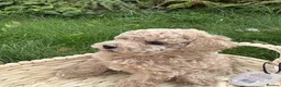 Toy Poodle dogs for sale: Stunning KC Toy poodle puppies.DNA health tested - Advert 18