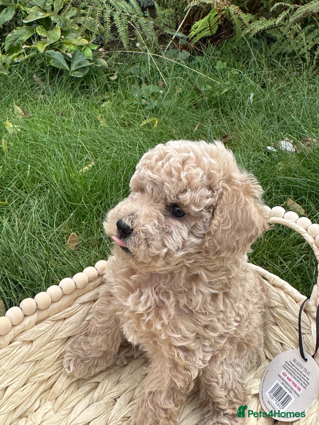 Toy Poodle dogs for sale: Stunning KC Toy poodle puppies.DNA health tested - Advert 18