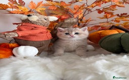 British Shorthair cats for sale: Blue Golden British Shorthair - Image 19
