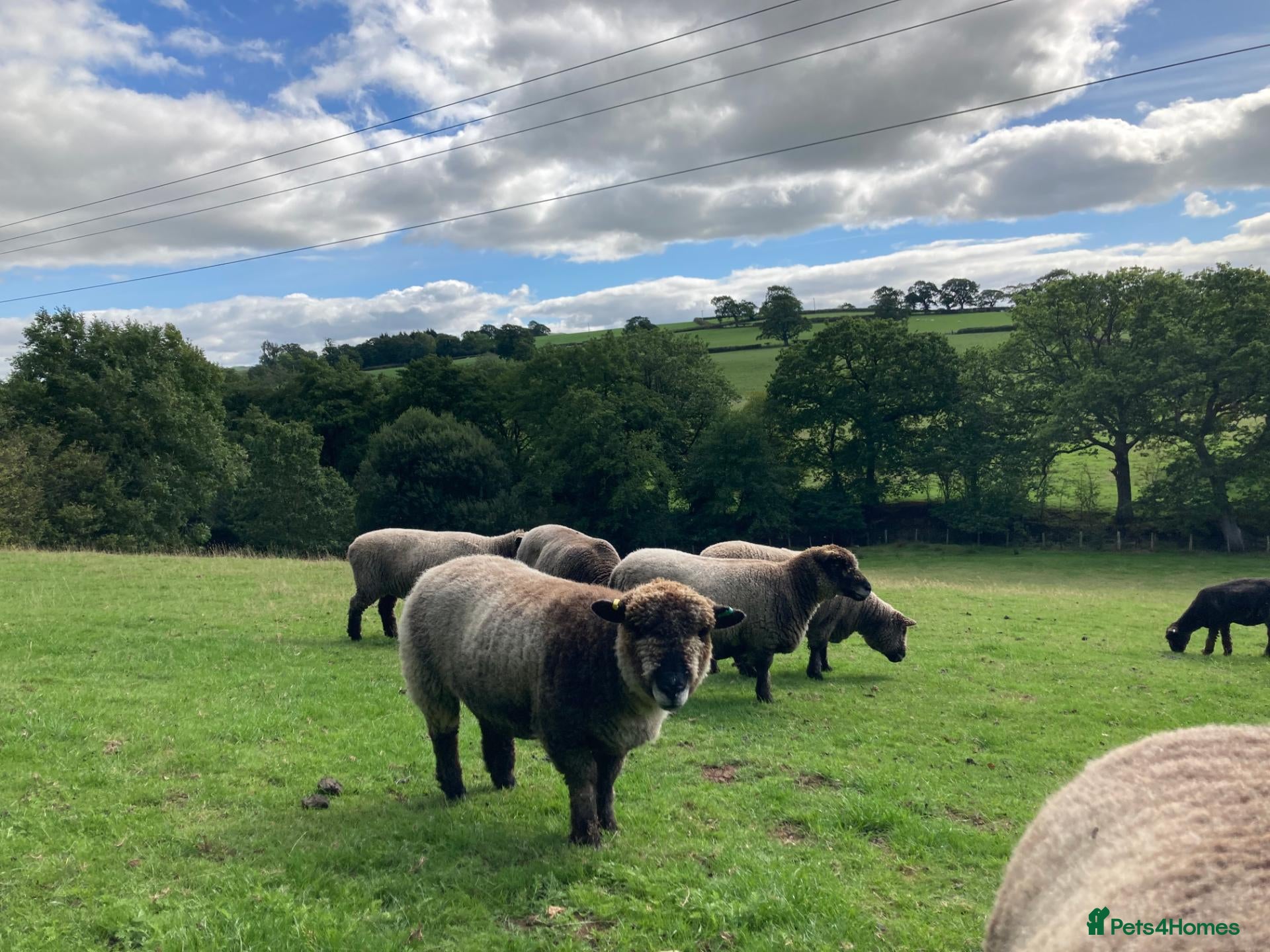 Sheep livestock Pedigree Coloured Ryeland Ewe, Shearlings and rams - Advert 1