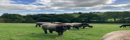 Sheep livestock for sale: Pedigree Coloured Ryeland Ewe, Shearlings and rams - Advert 1