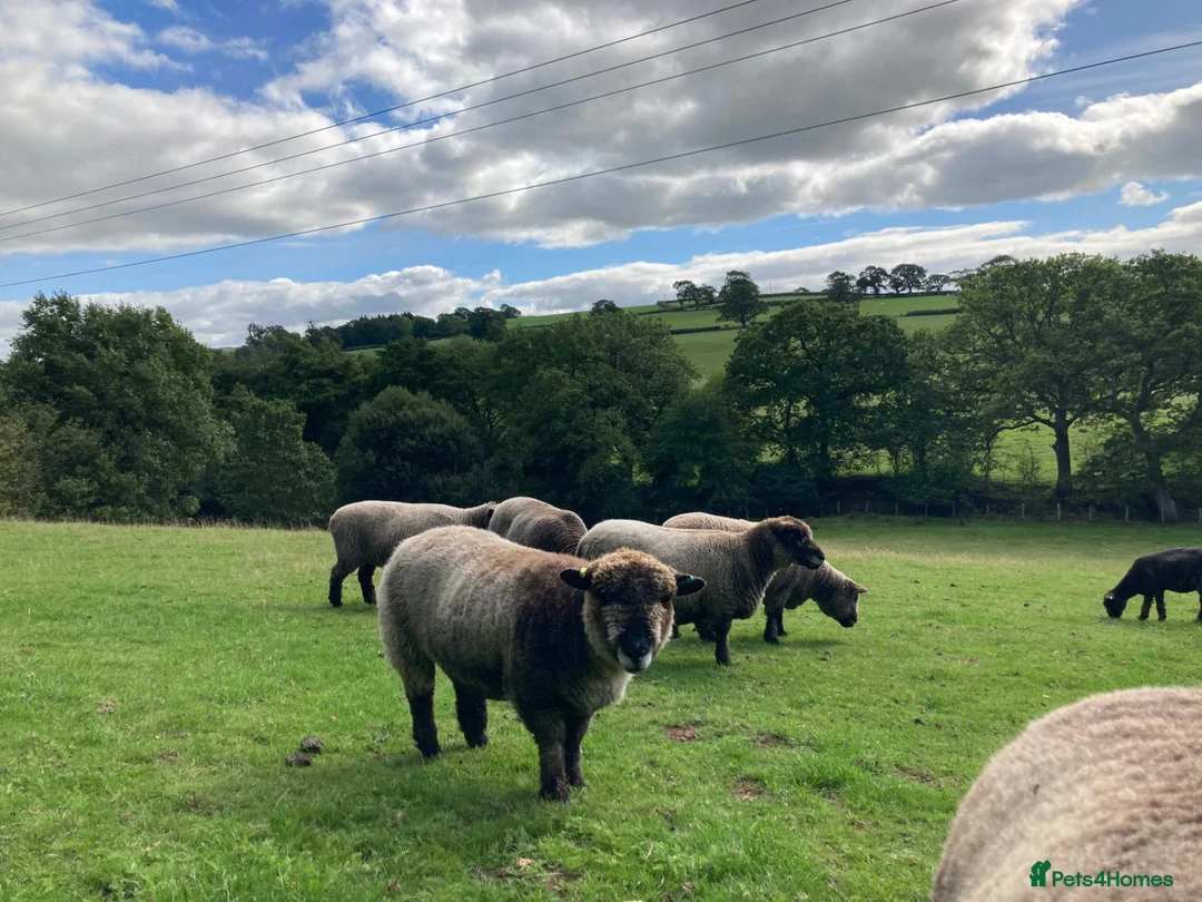 Sheep livestock for sale: Pedigree Coloured Ryeland Ewe, Shearlings and rams - Advert 1