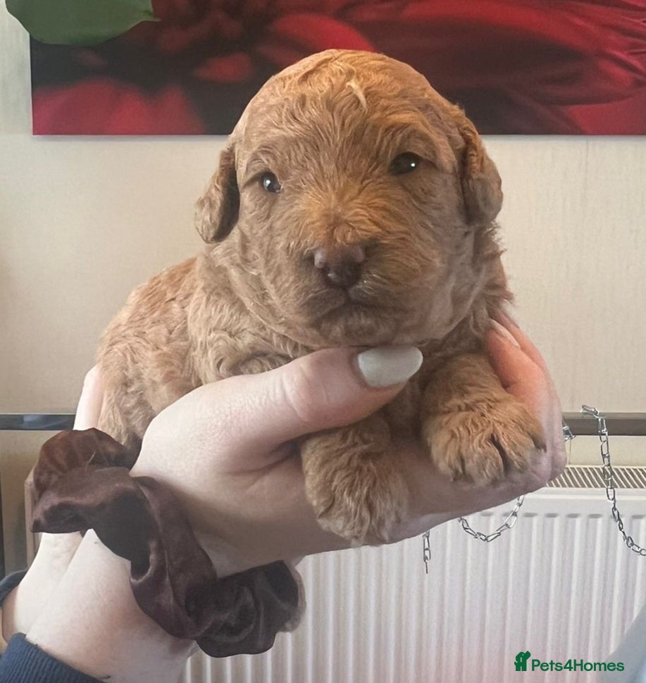 Poochon dogs Beautiful Poochon Puppies - Advert 1