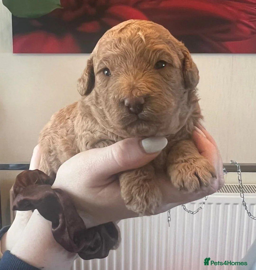 Poochon dogs for sale: Beautiful Poochon Puppies - Advert 1