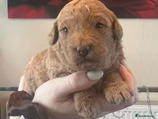 Poochon dogs Beautiful Poochon Puppies - Advert 1