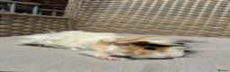 Guinea Pig rodents for sale: 5 Handsome long haired male guinea pigs. - Advert 16