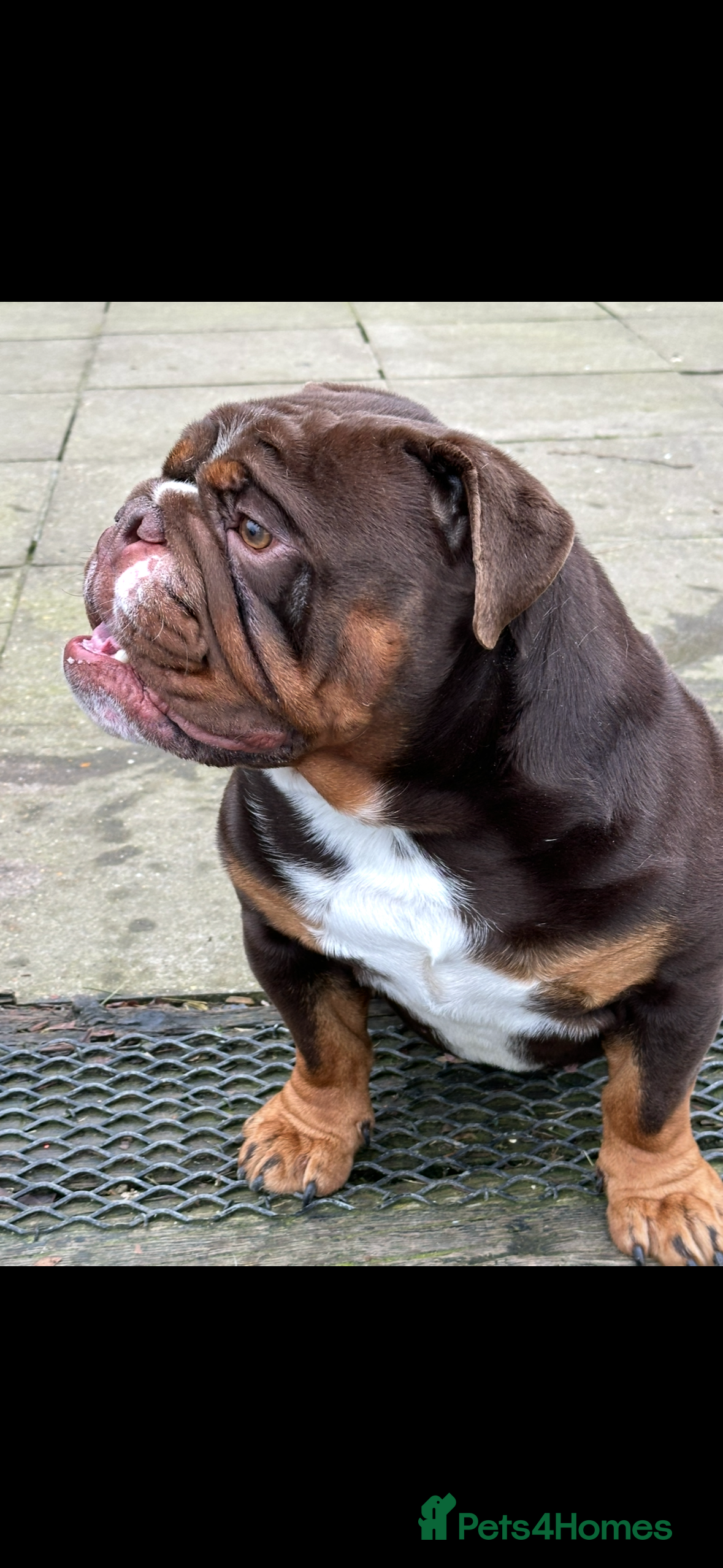 English Bulldog dogs Chocolate English bulldog for stud  - Advert 1