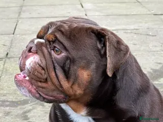 English Bulldog dogs Chocolate English bulldog for stud - Advert 1