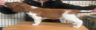 Welsh Springer Spaniel Puppy 2