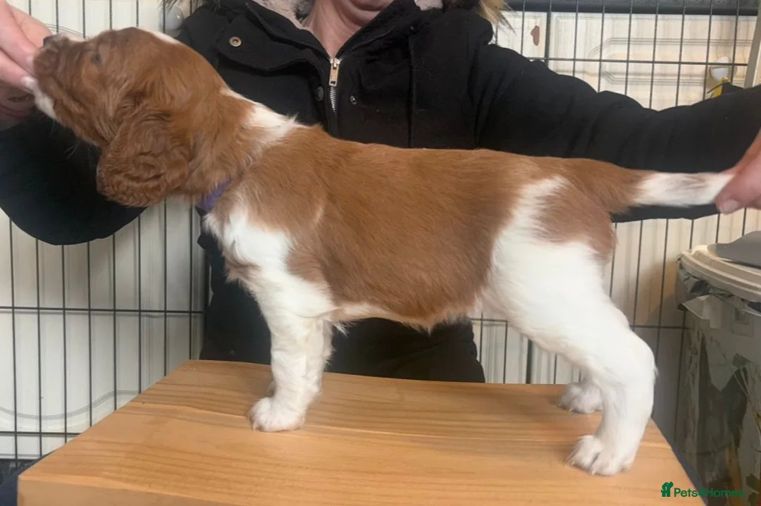Welsh Springer Spaniel dogs for sale: Exceptionally promising litter of quality puppies in Camborne - Advert 6