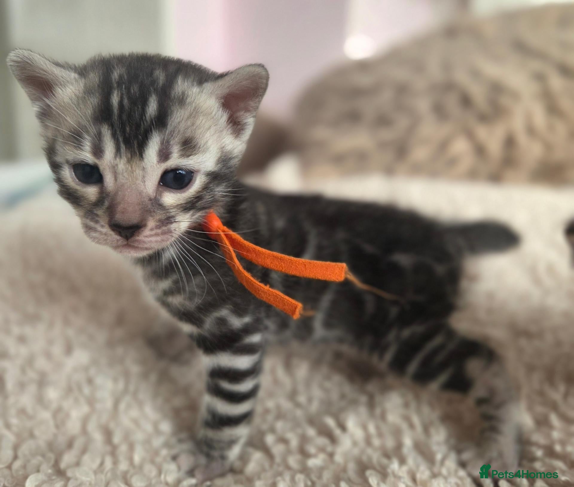 Bengal cats  Purebred TICA Registered 4 Bengal Kittens 🐾 - Advert 2