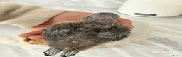 Conures birds for sale: Crimson bellied conures hand reared silly tame!  - Advert 3