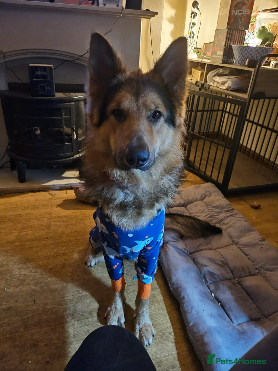 German Shepherd dogs for sale: German Shepherd male nearly 2 years old in Grimsby - Advert 2