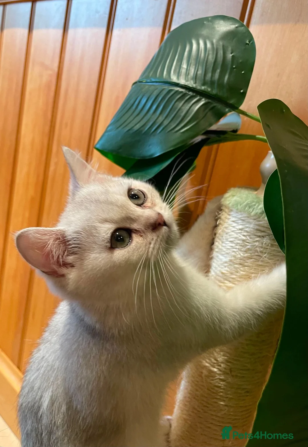 British Shorthair cats for sale: 😻British golden short/longhair adolesent kitten😻 - Advert 16