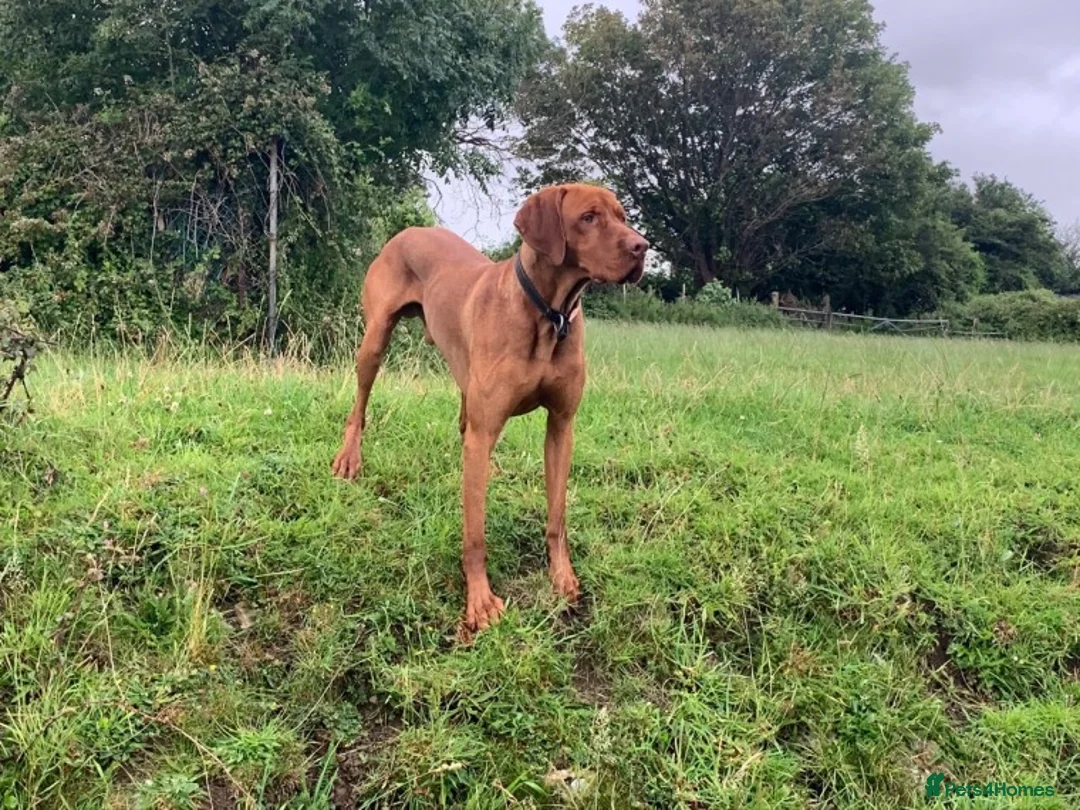 Hungarian Vizsla dogs for stud: Hungarian Vizsla for stud! in Llantwit Major - Advert 21