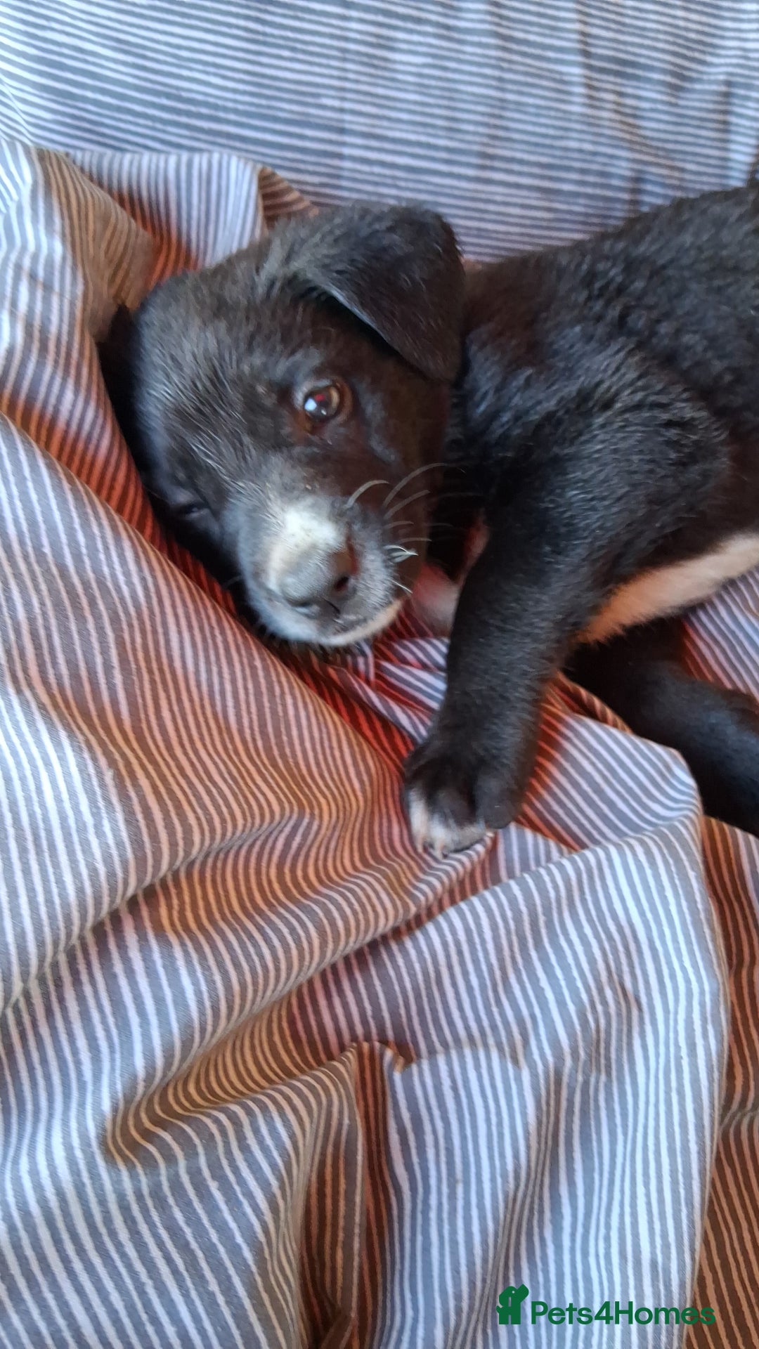 Mixed Breed dogs for sale: Cane shephard  - Image 5