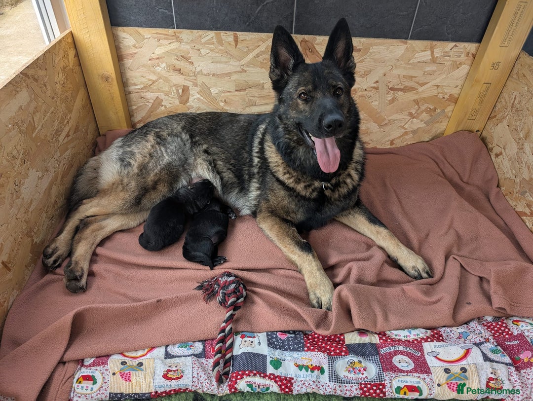 German Shepherd dogs for sale: 2 KC registered German Shepherd puppies for sale in Ellon - Image 1