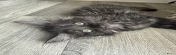 Maine Coon cats for sale: Kitten for sale - Advert 2