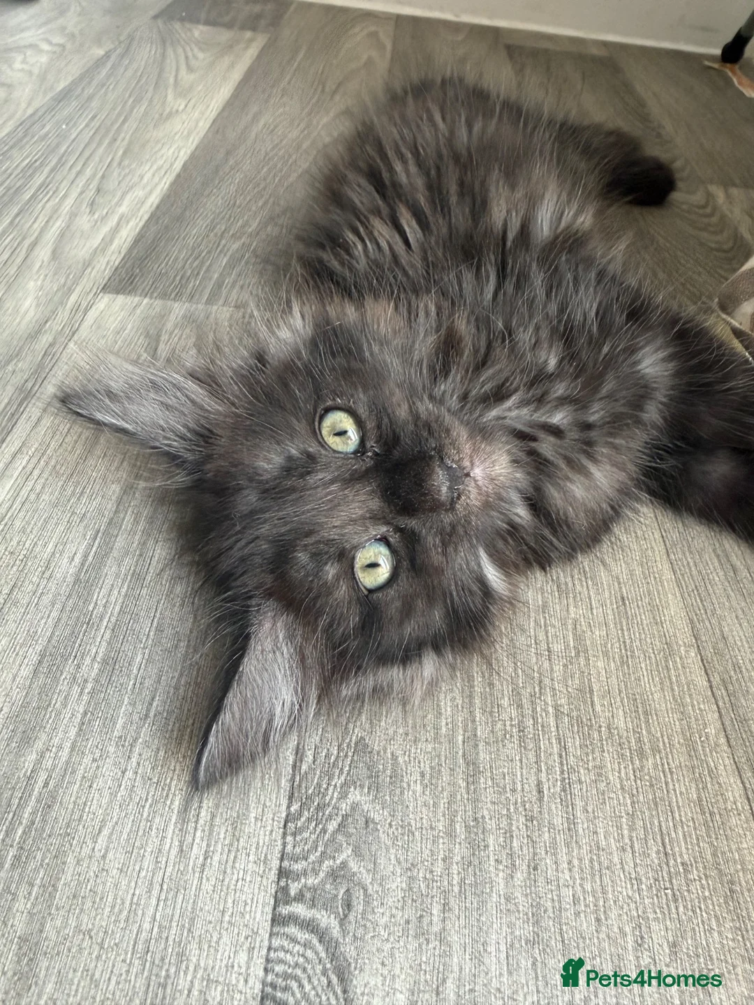 Maine Coon cats for sale: Kitten for sale - Advert 2
