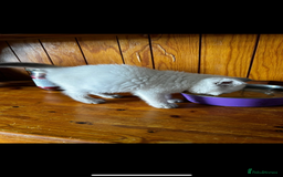 British Shorthair cats for sale: British short haired kittens  - Image 4
