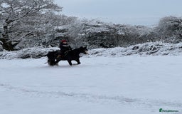 Irish Cob horses for sale: 13hh Super Safe Cob - Image 3