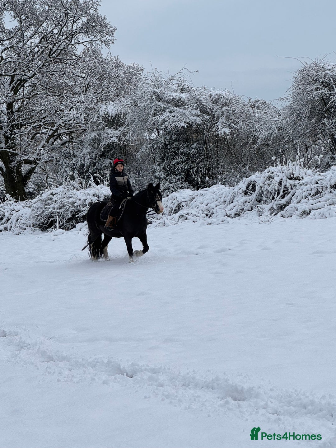 Irish Cob horses for sale: 13hh Super Safe Cob - Image 3