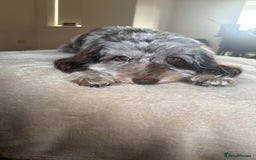 Cockapoo dogs for sale: Cockapoo puppies - Image 32