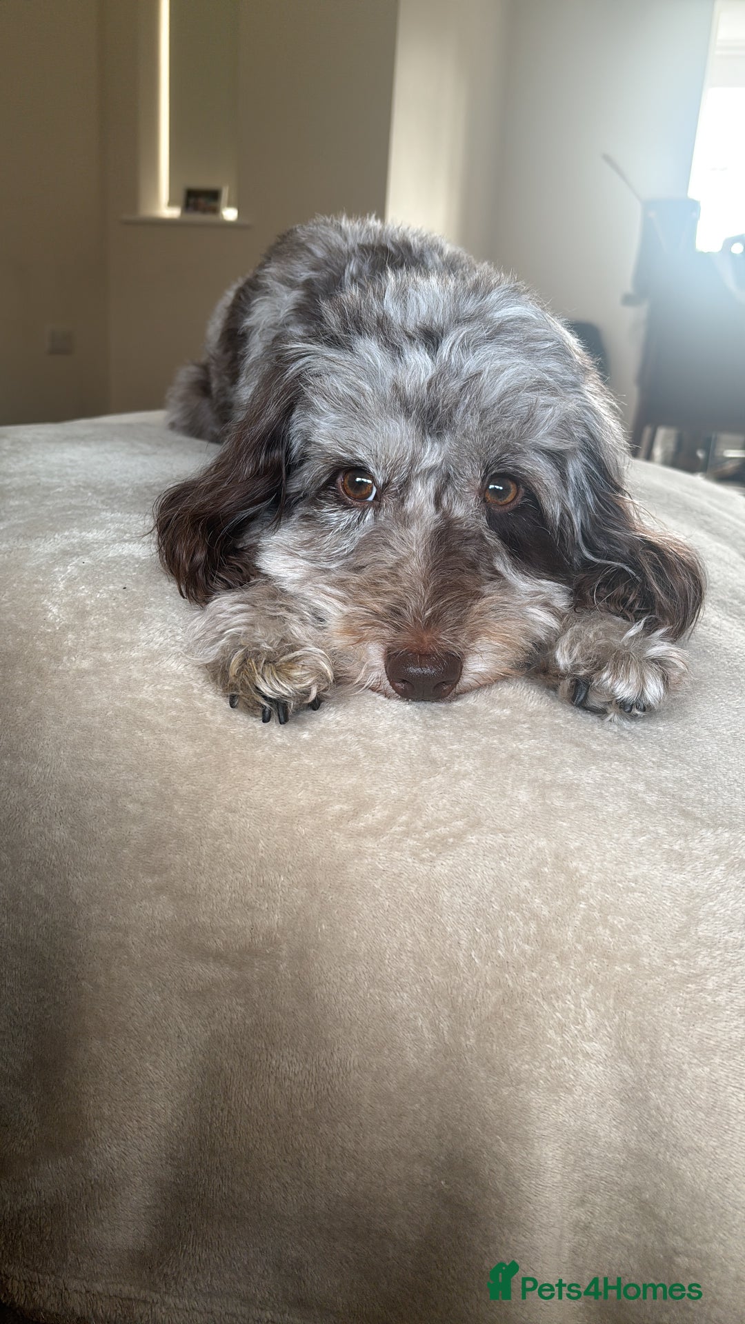 Cockapoo dogs for sale: Cockapoo puppies - Image 32