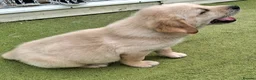 Goldador dogs for sale: Goldador Puppies  - Advert 12