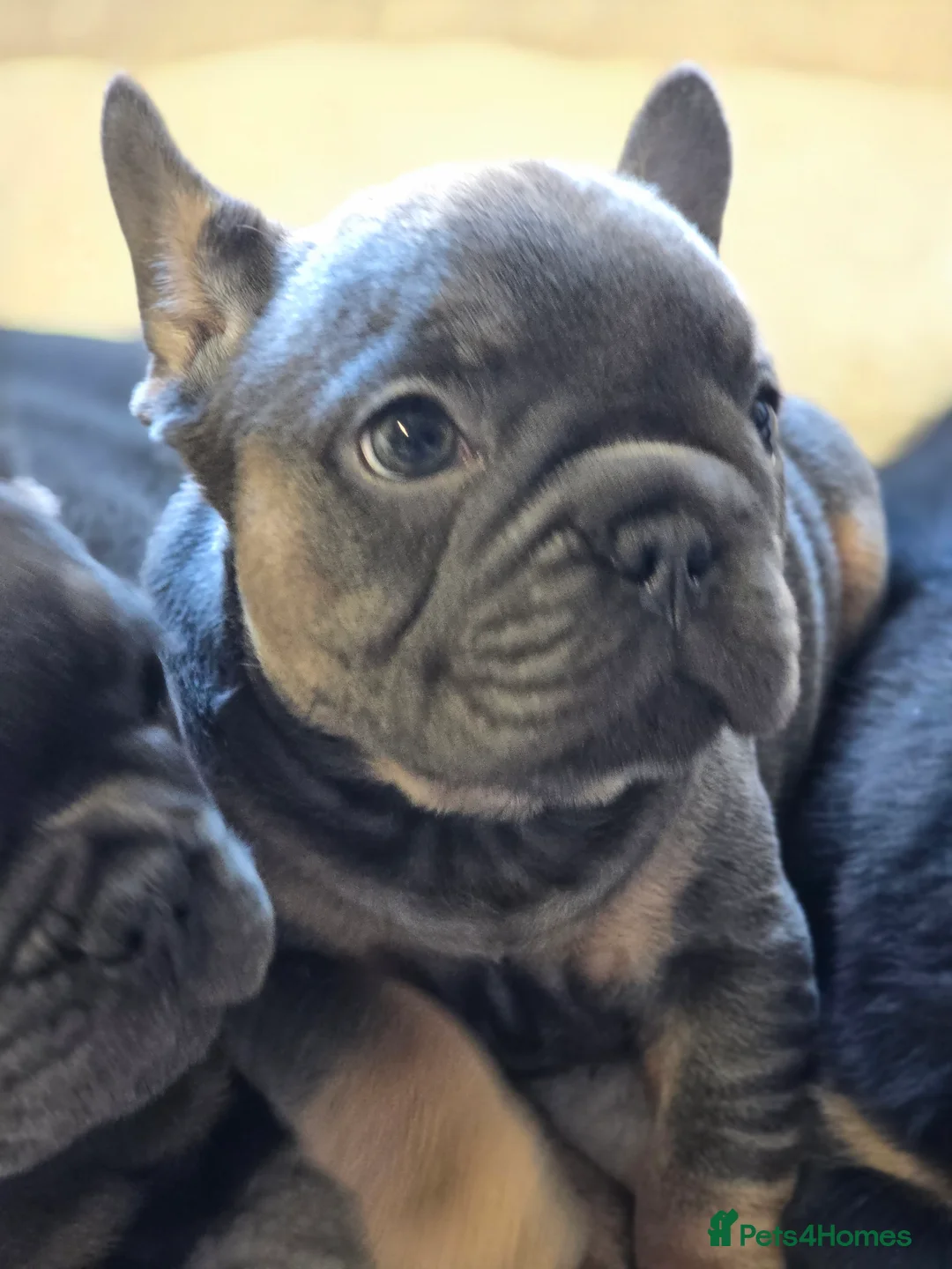 French Bulldog dogs for sale: ✨ Stunning Litter –  **  French Bulldogs ✨   in London - Advert 2