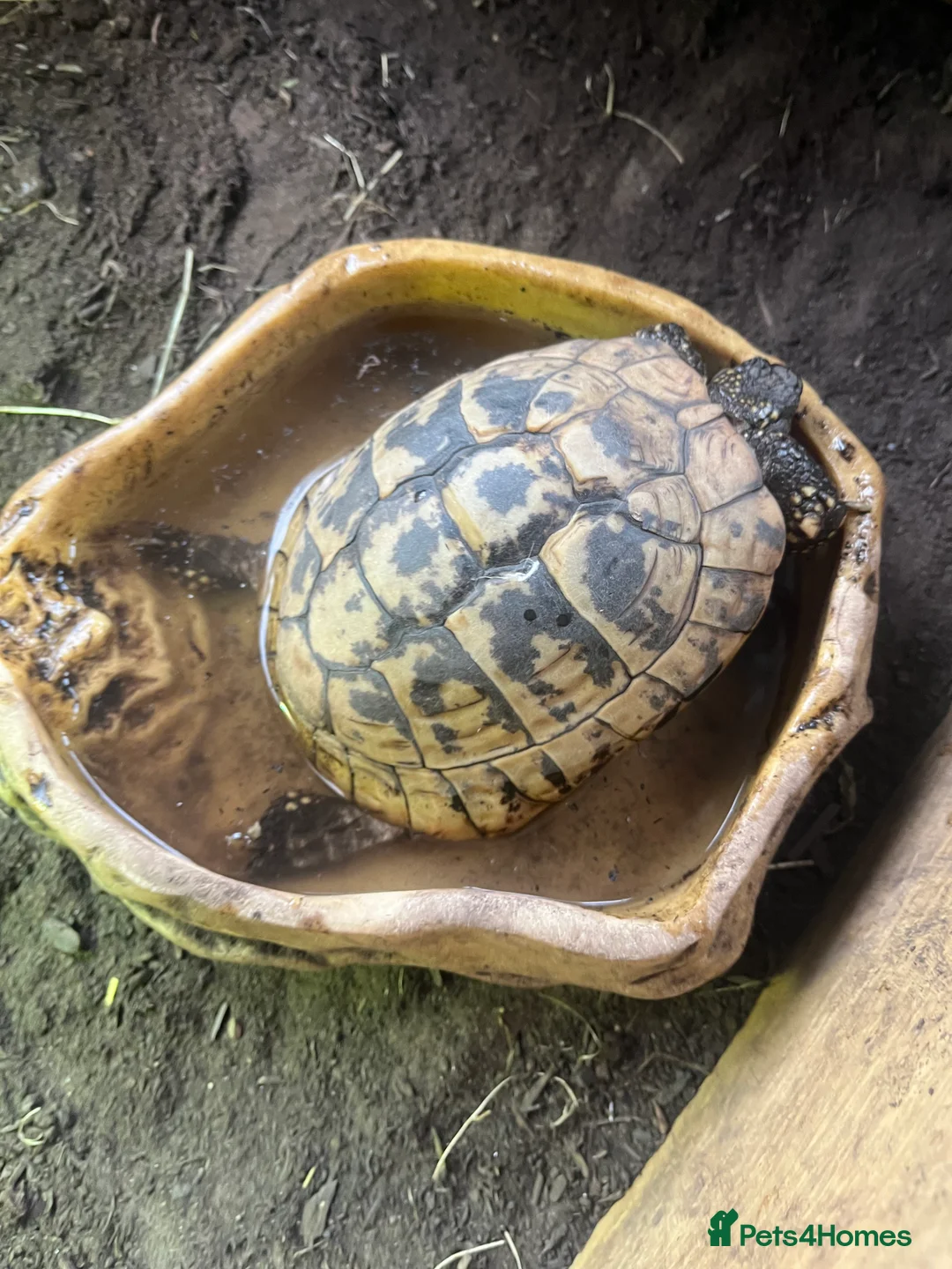 Hermann Tortoise reptiles for sale: Group of Hermann’s tortoise for sale - Advert 4