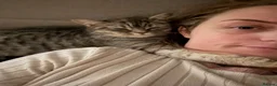 British Shorthair cats for sale: Male BSH golden tabby  - Advert 10