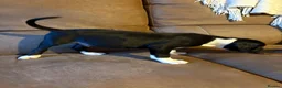 Staffordshire Bull Terrier dogs for sale: Arlo. Last little staffie boy from litter  in Burnham-on-Crouch - Advert 6