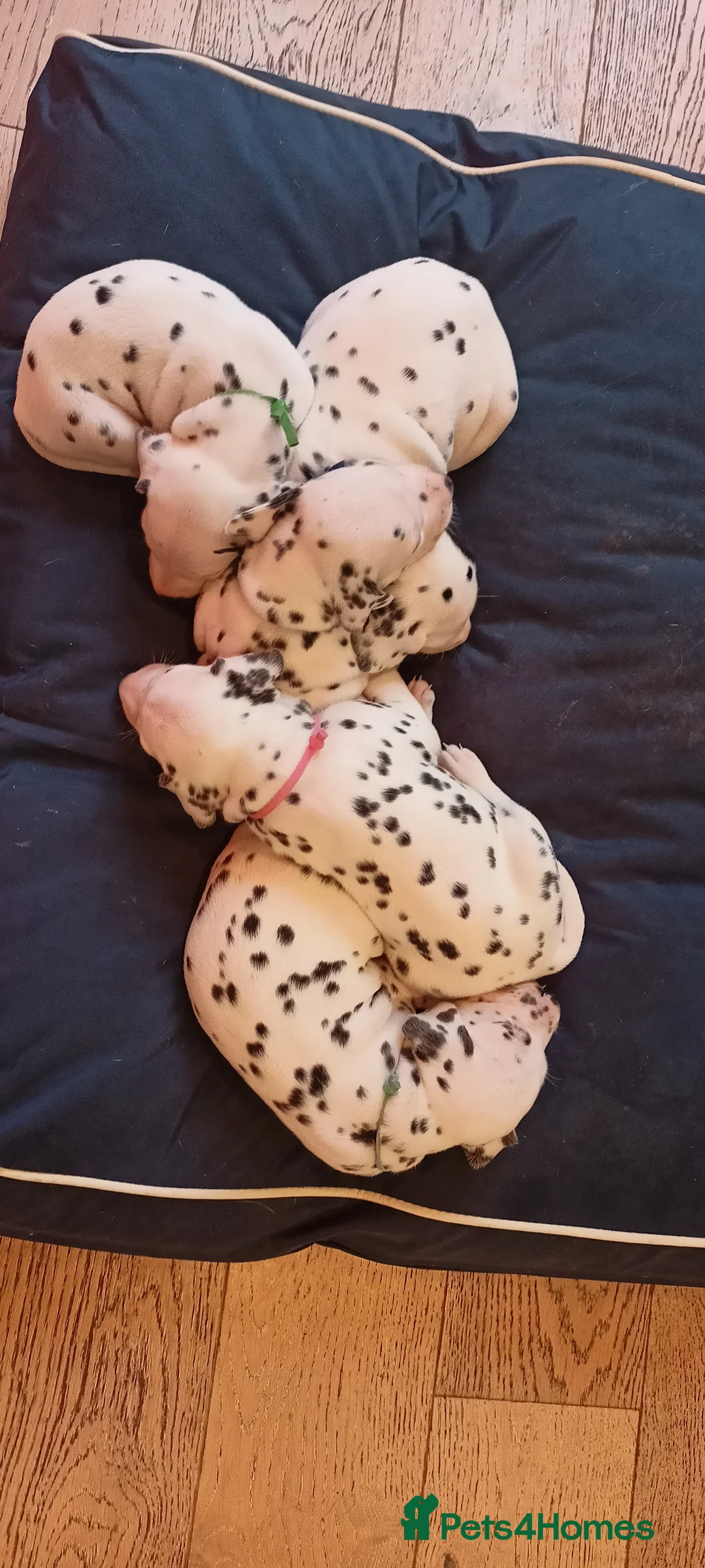 Dalmatian dogs for sale: Beautiful dalmatian puppies - Advert 13