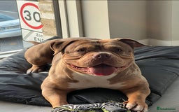 American Bulldog dogs for sale: Pocket bully female  - Image 6